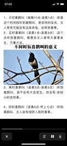 喜鹊叫有什么兆头