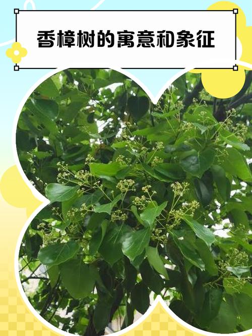 种樟树有什么宜忌 是可以辟邪镇宅的树木