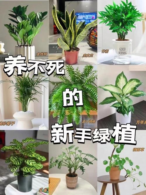 家庭院子绿植养不活风水差是真的吗