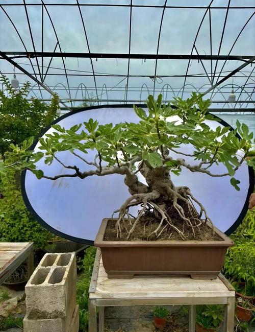 家里种无花果树吉利吗 风水好吗