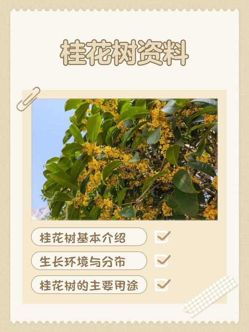 一棵桂花树的风水作用 植物风水作用