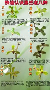 兰花命的女性是几等命