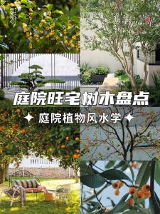 合理性，确保庭院种树风水正常