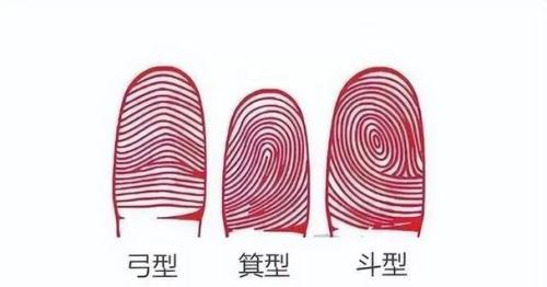 两个双斗纹智商高出常人 聪慧机敏爱好探索