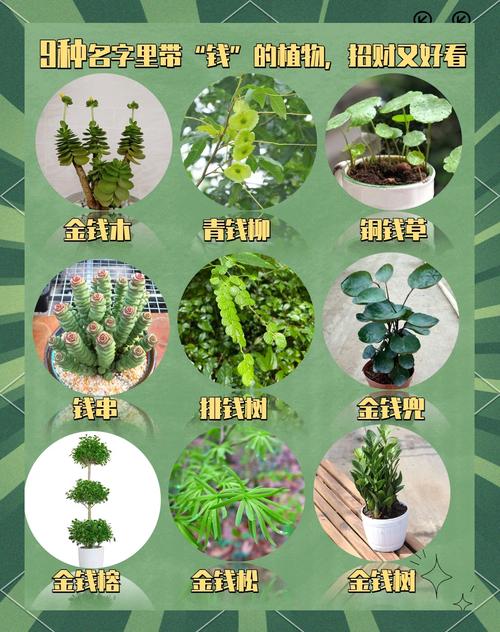 招财的植物风水讲究