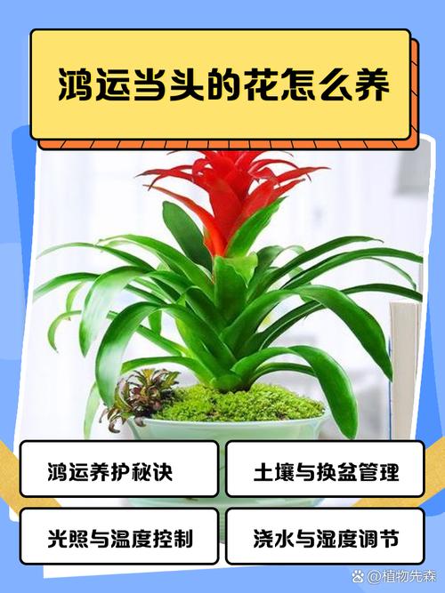 如何利用鲜花旺财运