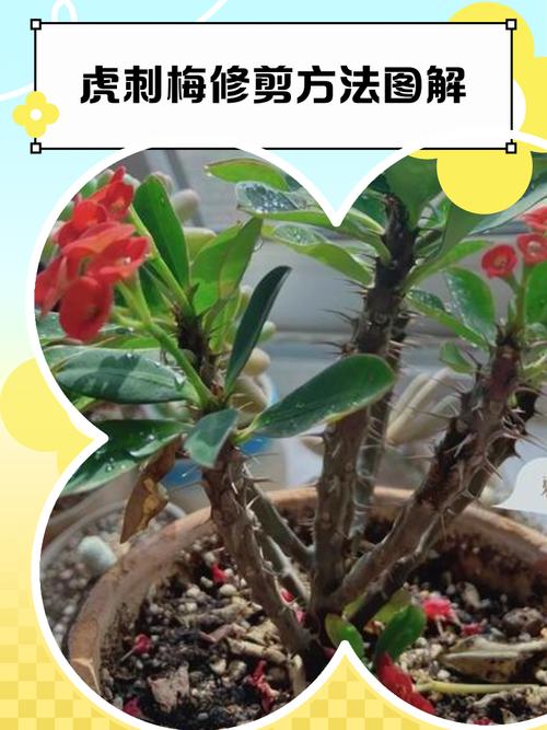 九大风水花卉 不可随意修剪枝芽