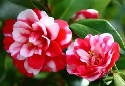 农历几月出生的人桃花运最旺？