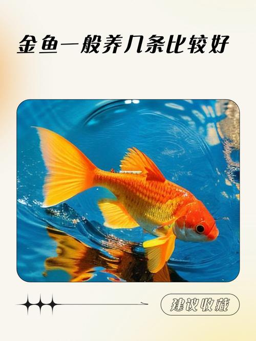 纳音看命 炉中火命可以养鱼吗 金鱼游动活水生财