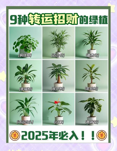 怎样利用植物旺财运
