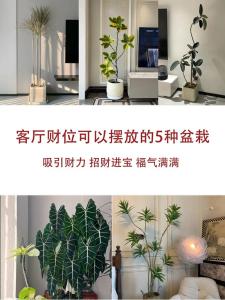 风水家里摆什么招财最好