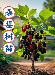 家里种植桑葚树风水好吗  勤修枝叶促生机