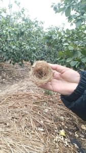 家里有麻雀窝有风水影响吗&nbsp;家宅贵气风水好