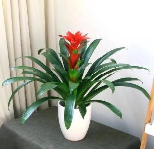 在家里可以养什么植物 鸿运当头增好运