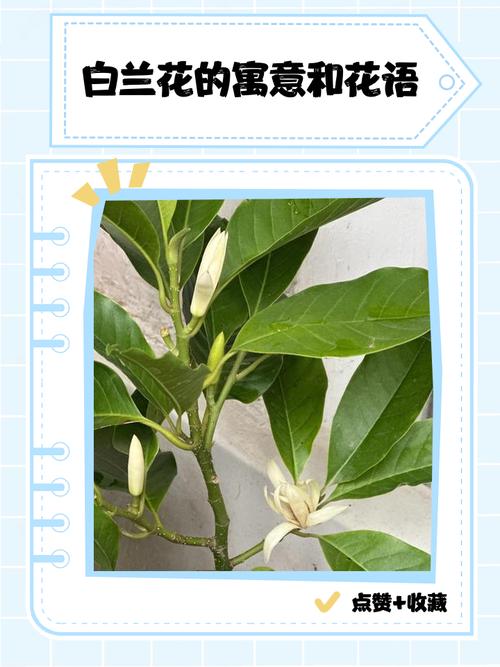 白兰风水有什么讲究