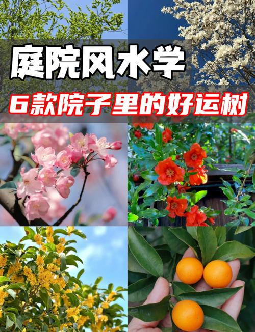 门前种什么树最旺财 门前栽什么树最吉利