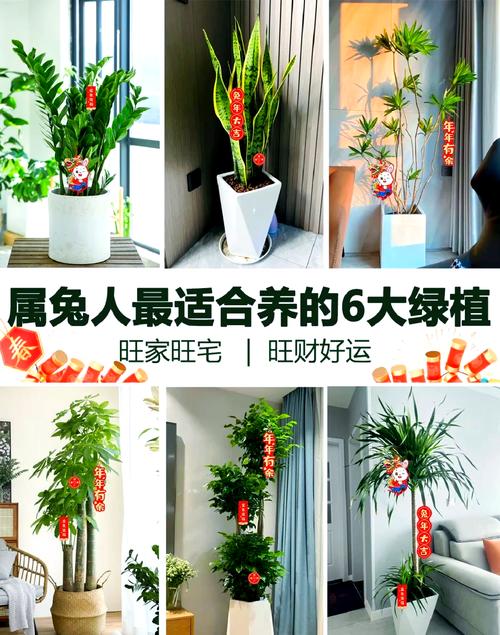 2022年属兔怎样旺风水 绿植养好财富不断