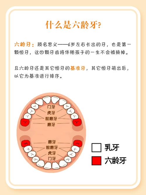 29颗牙齿的命运解