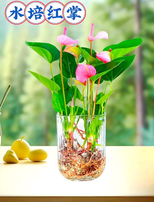 卧室放什么招桃花运 仙人掌要避免