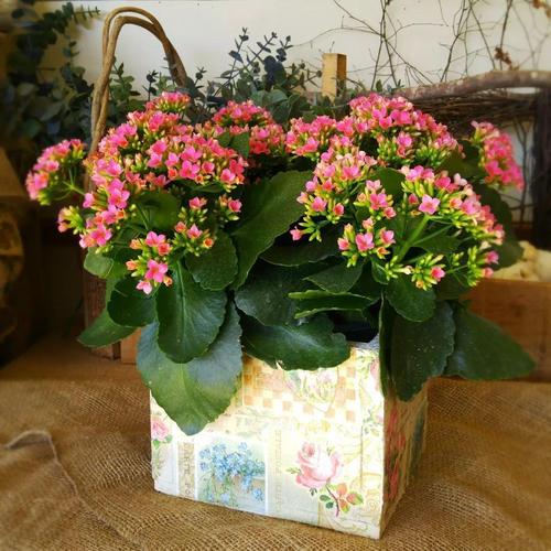 卧室养什么花 对桃花运有帮助