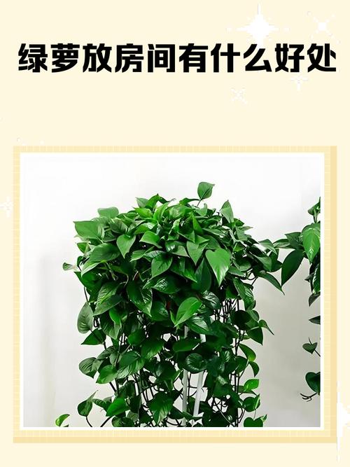 卧室里养绿萝婚姻风水好吗