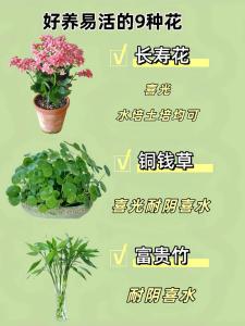 屋上土命适合养花吗 养什么植物最好