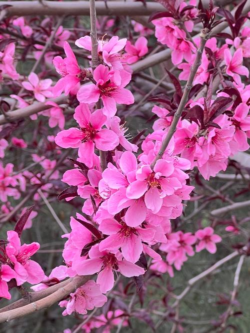 你有桃花朵朵开吗？