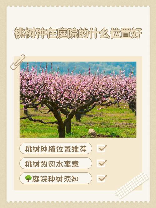 家中种桃花树的风水 忌种在凶煞位