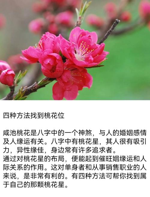 催旺桃花运的风水秘诀 鲜花示爱多成功