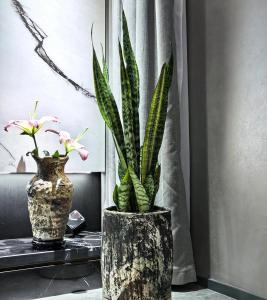 在办公室风水中种植虎皮兰好不好?