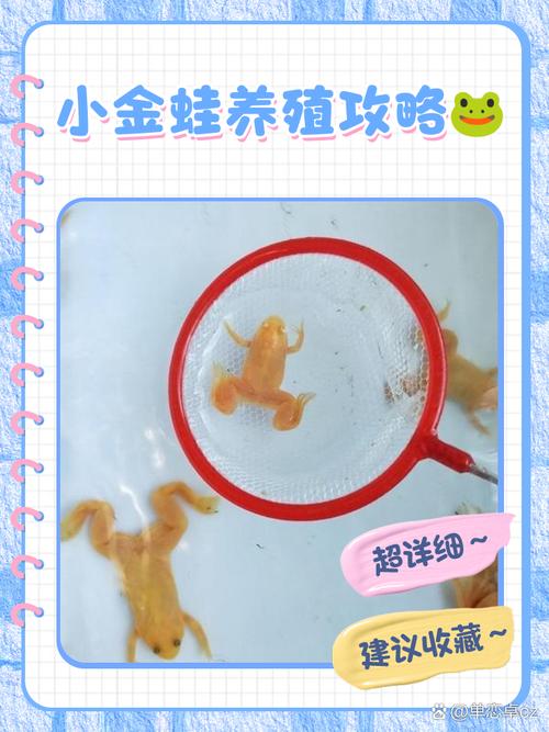 风水招财之招财蛙怎么分公母？