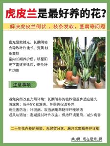 风水虎皮兰的养殖方法和注意事项