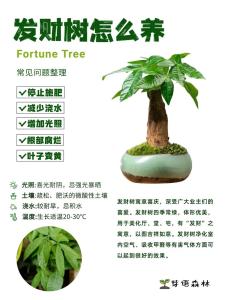 养发财树有什么好处？净化空气加风水