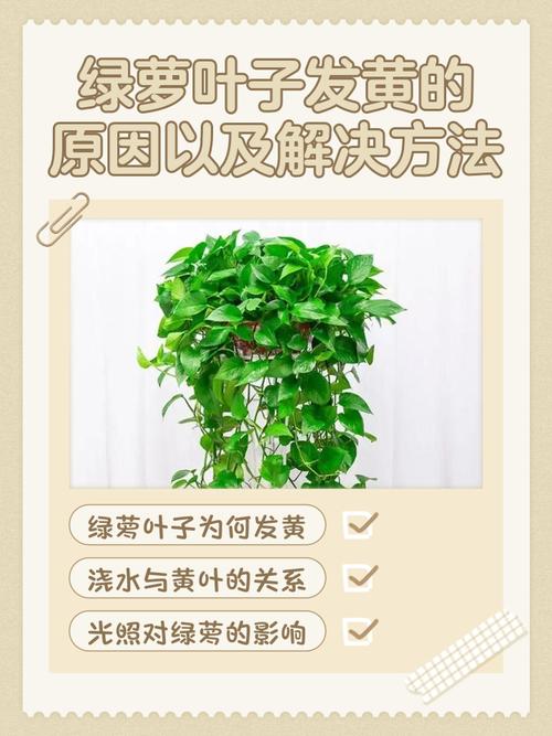 阳台上不适合养什么植物 风水原因怎么说
