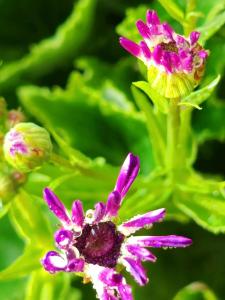 虎年属什么命 幸运花是富贵菊