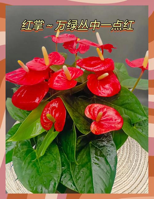 夫妻关系不好的风水 红色的物品正在破坏你们的感情
