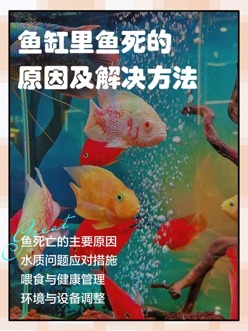 风水鱼死了之后如何处理?