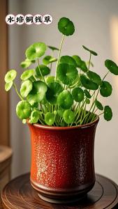 厕所里放什么风水植物?