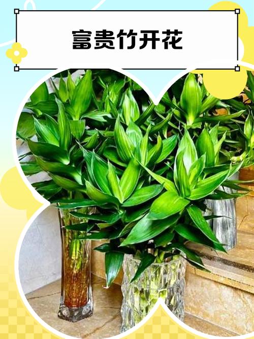 招财花有哪些？是富贵牡丹还是富贵竹