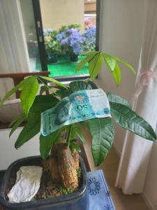 发财树放大钞好还是硬币好