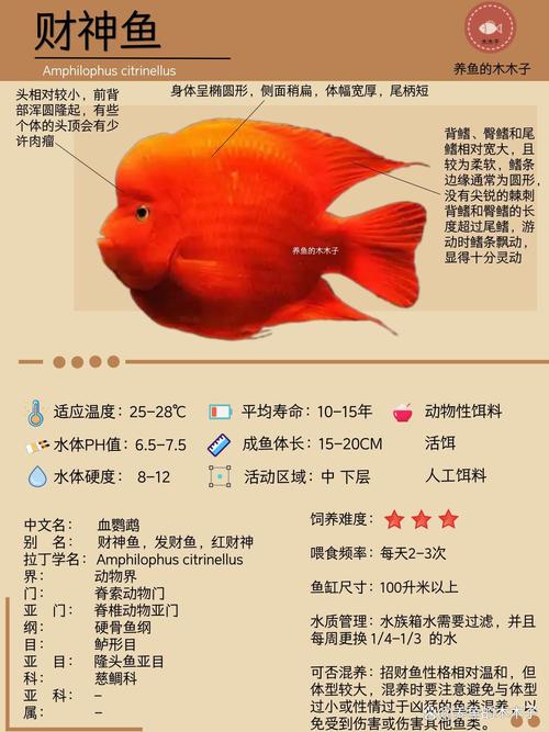 养鱼风水：财神鱼怎么养？