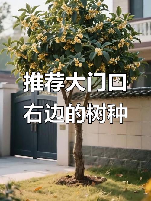 农村大门左右栽什么树 最好可以促进风水