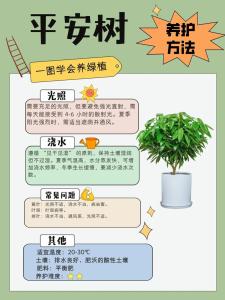 植物风水：平安树怎么养？