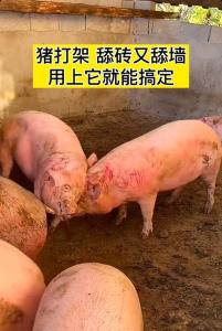猪猪相刑的后果