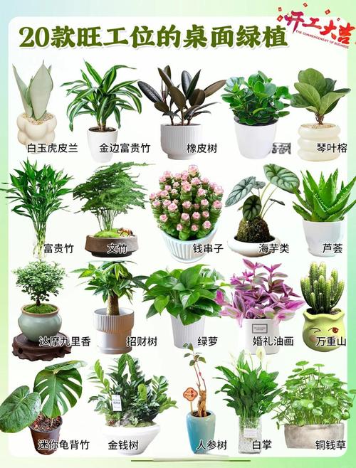 办公室哪些植物是最为吉祥的?