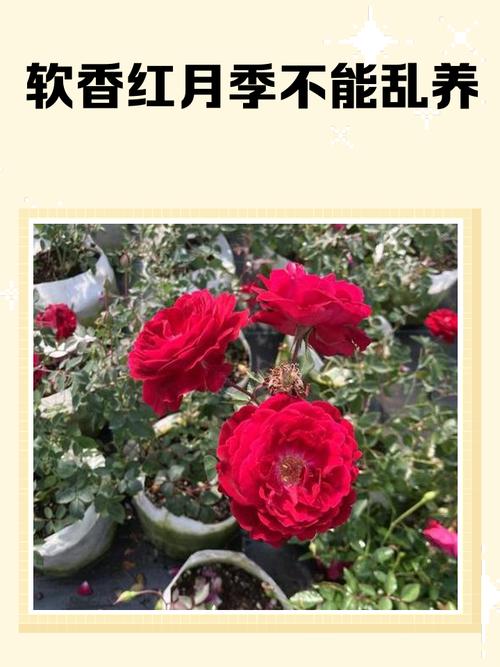 家里千万不要养月季为什么 有哪些不好的风水影响