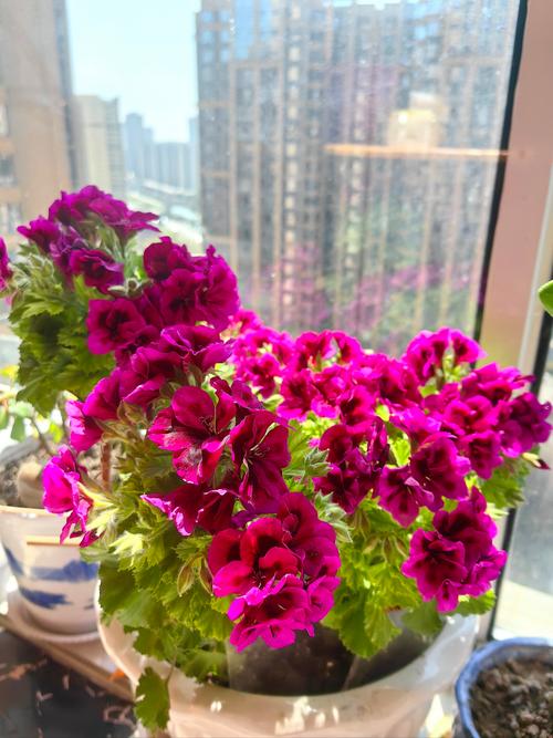 过年家里适合放什么植物 天竺葵