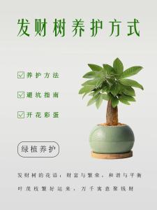 植物风水：招财树的作用