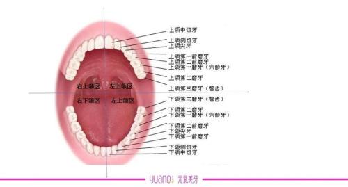 男人30颗牙齿代表什么