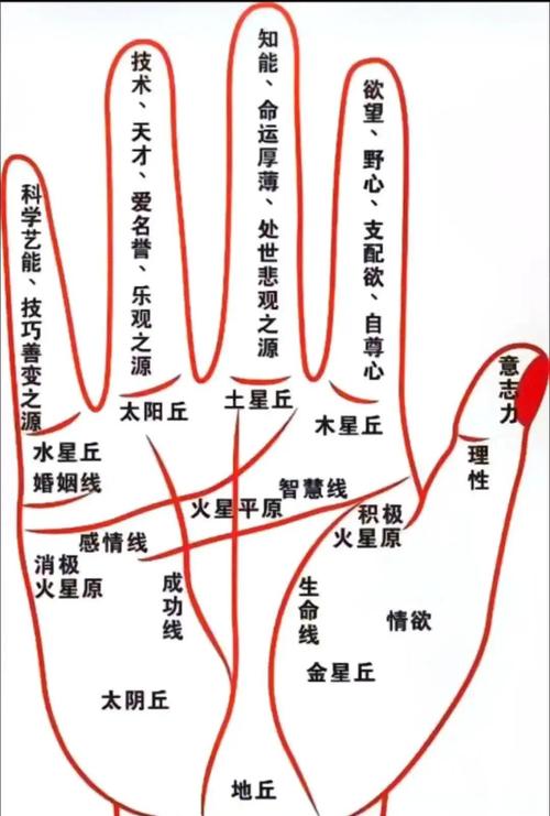 男人金星丘饱满的手相说明什么？事业顺利，财运旺！